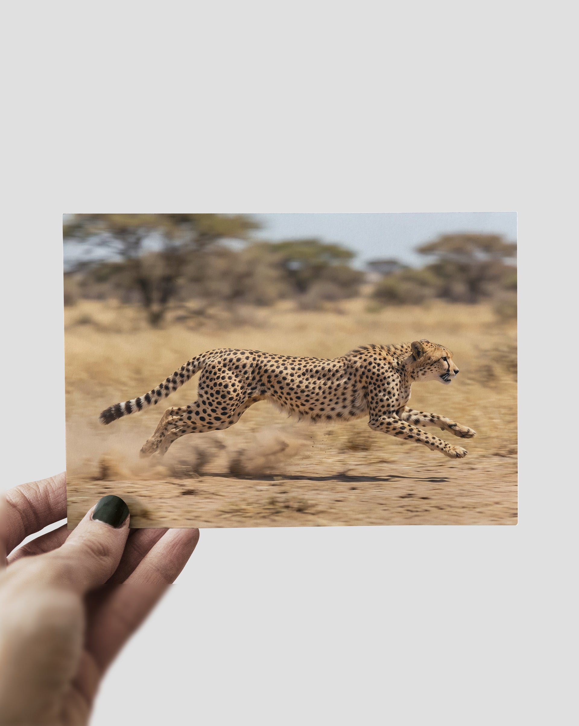 Cheetah