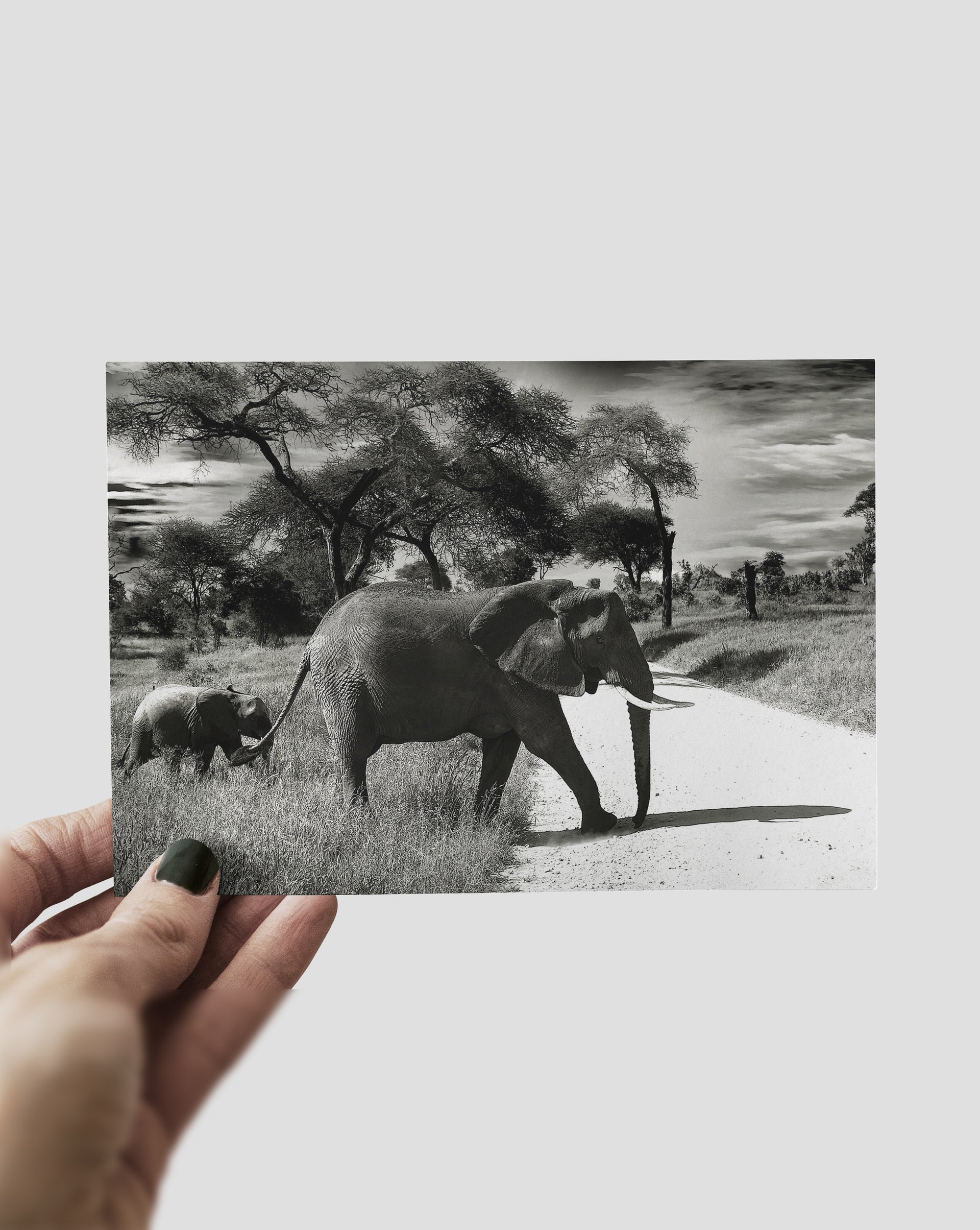Elephant
