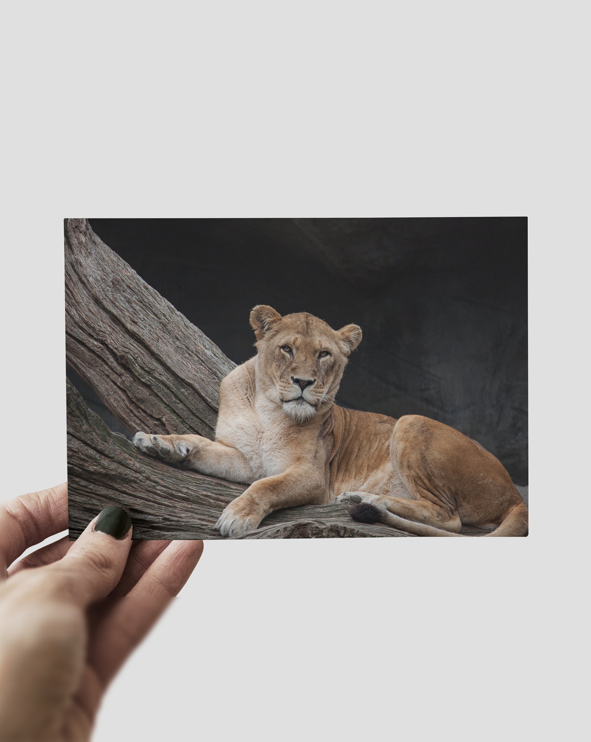 Lion
